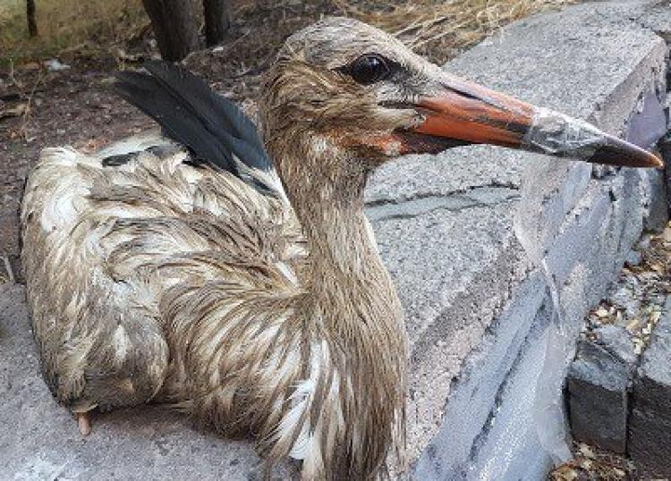 Деревня аистов в армении фото